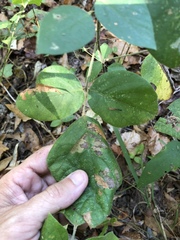 Desmodium viridiflorum