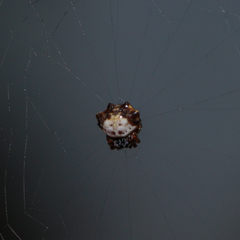 Gasteracanthinae