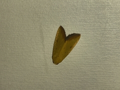 Lepidoptera
