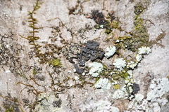 Collema subflaccidum