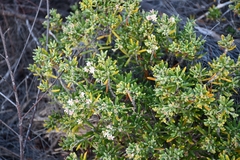 Strumpfia maritima