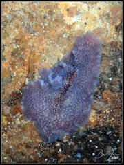 Pericelis