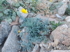 Eschscholzia papastillii
