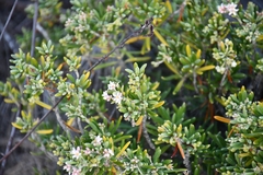 Strumpfia maritima