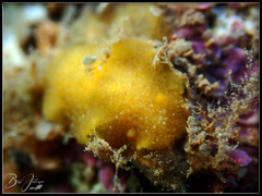 Doriopsis granulosa