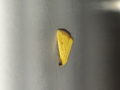 Lepidoptera