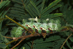 Automeris cecrops pamina