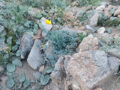 Eschscholzia papastillii