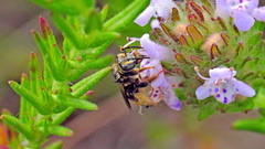 Exomalopsis