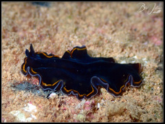 Pseudobiceros hancockanus