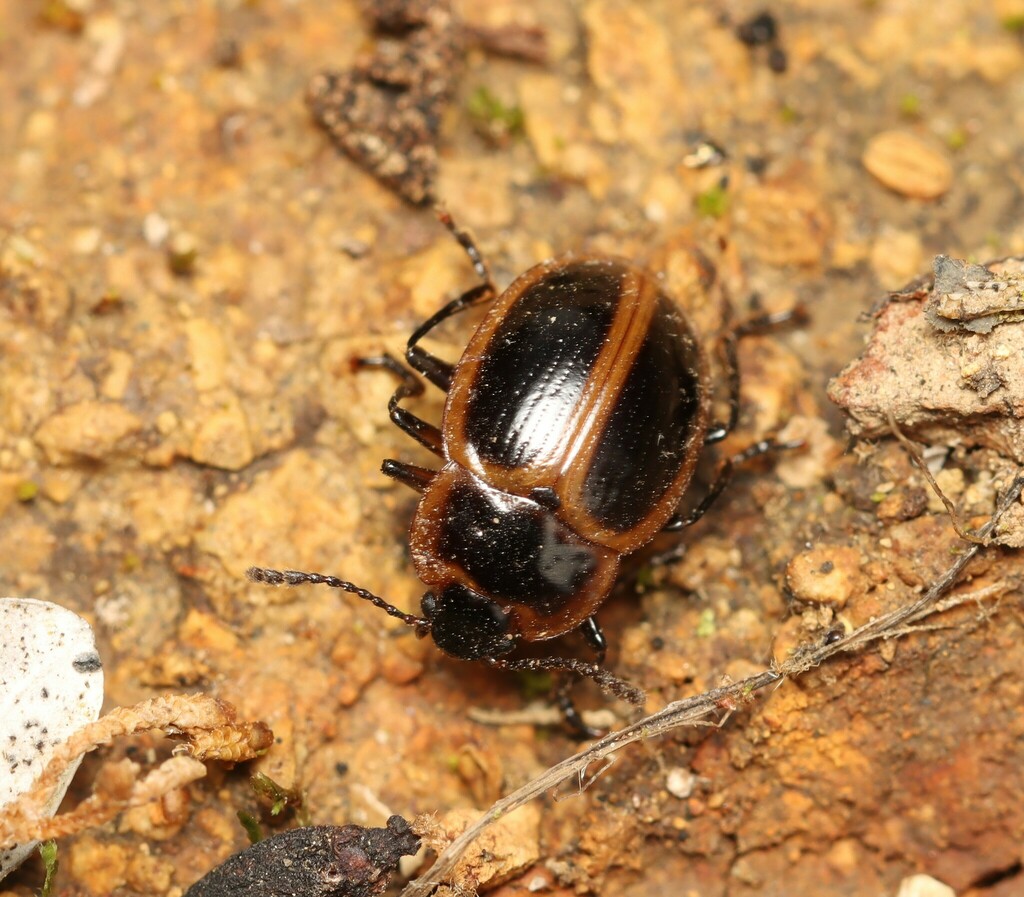 Perithonius