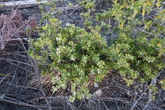 Strumpfia maritima
