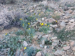Eschscholzia papastillii