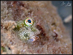 Salarias alboguttatus