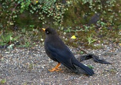 Turdus nigrescens