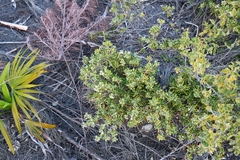 Strumpfia maritima