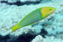 Yellow Wrasse photo 4
