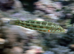 Surge Wrasse photo 2