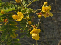 Senna auriculata