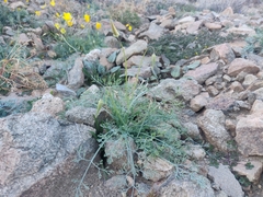 Eschscholzia papastillii