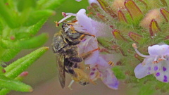 Exomalopsis