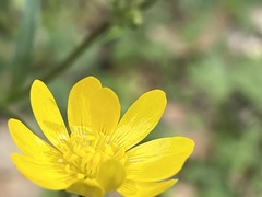 Ranunculus californicus