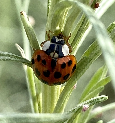 iNaturalist observation photo of Asian Lady Beetle