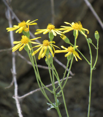 Packera streptanthifolia