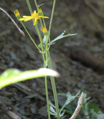 Packera streptanthifolia