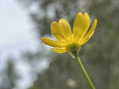 Ranunculus californicus
