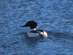 Mergus merganser merganser