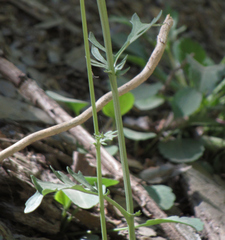 Packera streptanthifolia