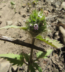 Dracocephalum parviflorum