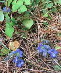Gentiana affinis ovata
