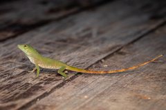 Anolis biporcatus