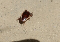 Drymaplaneta semivitta