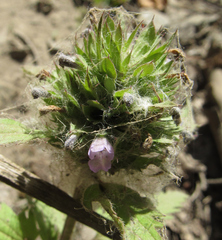 Dracocephalum parviflorum