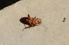 Drymaplaneta semivitta