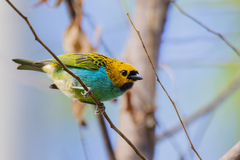 Tangara cyanoventris