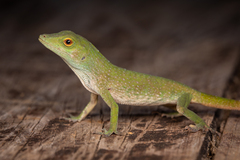 Anolis biporcatus