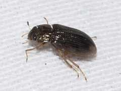 Hydrophiloidea