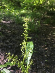 Rumex verticillatus