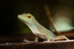 Anolis biporcatus