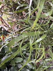 Muehlenbeckia platyclada