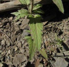 Dracocephalum parviflorum