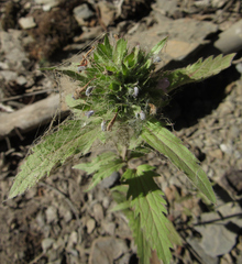 Dracocephalum parviflorum