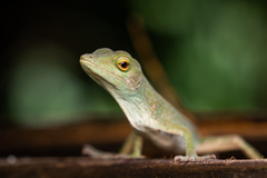 Anolis biporcatus