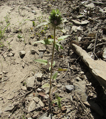Dracocephalum parviflorum