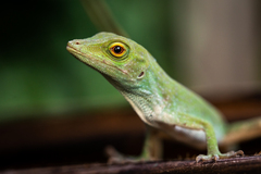 Anolis biporcatus