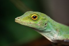 Anolis biporcatus